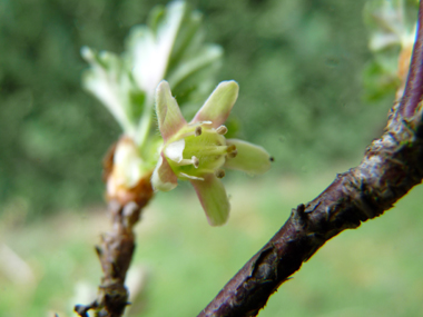 Fleurs d'abord verdâtres et roses puis verdâtres et rouges; uniques ou groupées par 2, elle sont portées par un petit pédoncule portant des feuilles. Agrandir dans une nouvelle fenêtre (ou onglet)